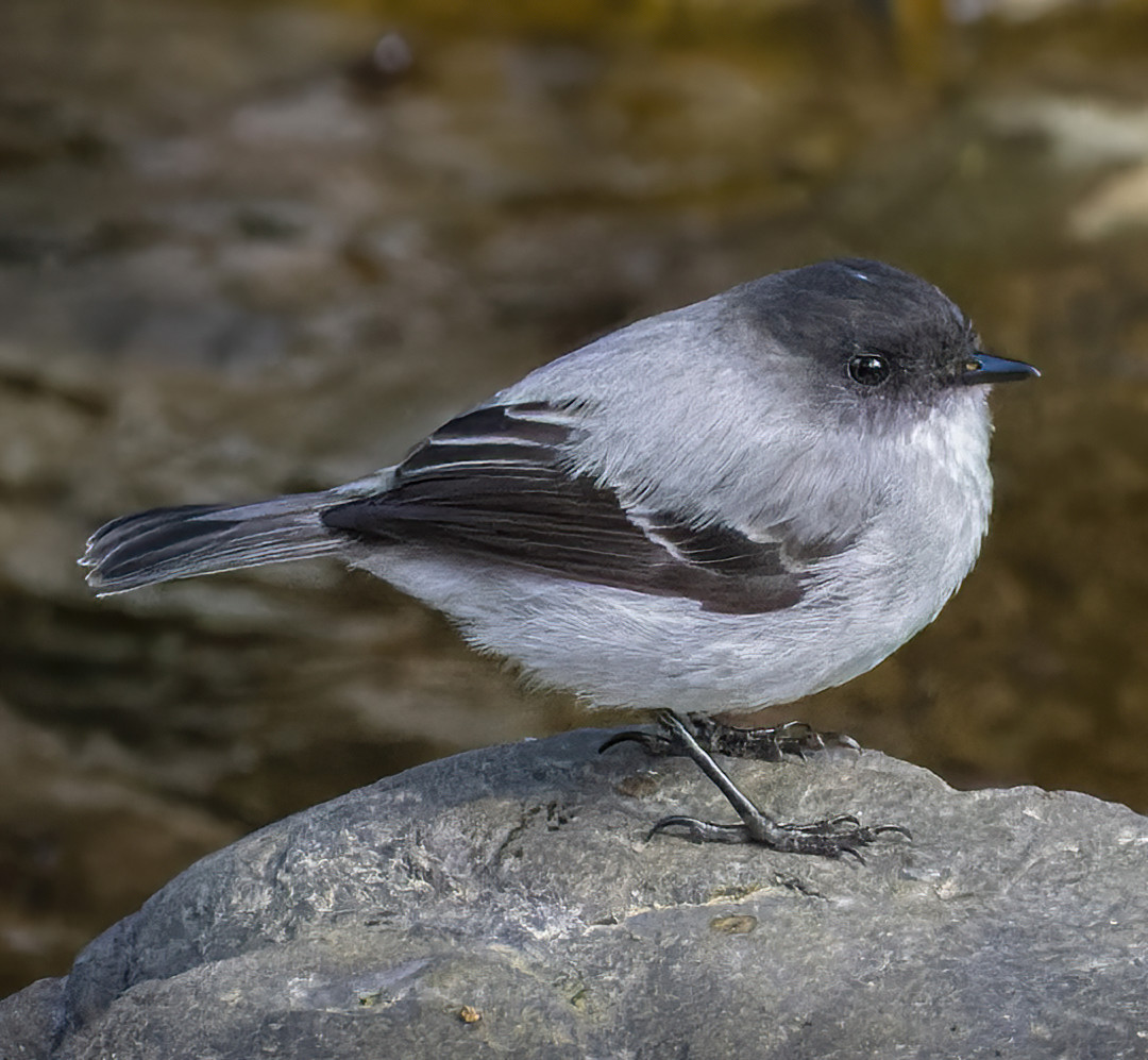 image Torrent Tyrannulet